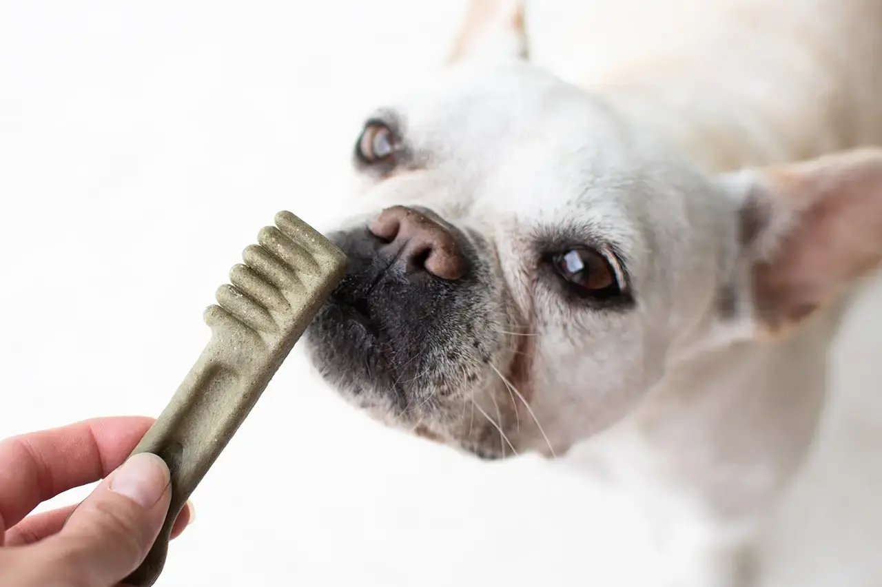 At-Home Dental Care Advice for Your Dog