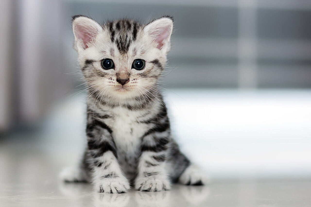 Behavior Training and Socialization (1)