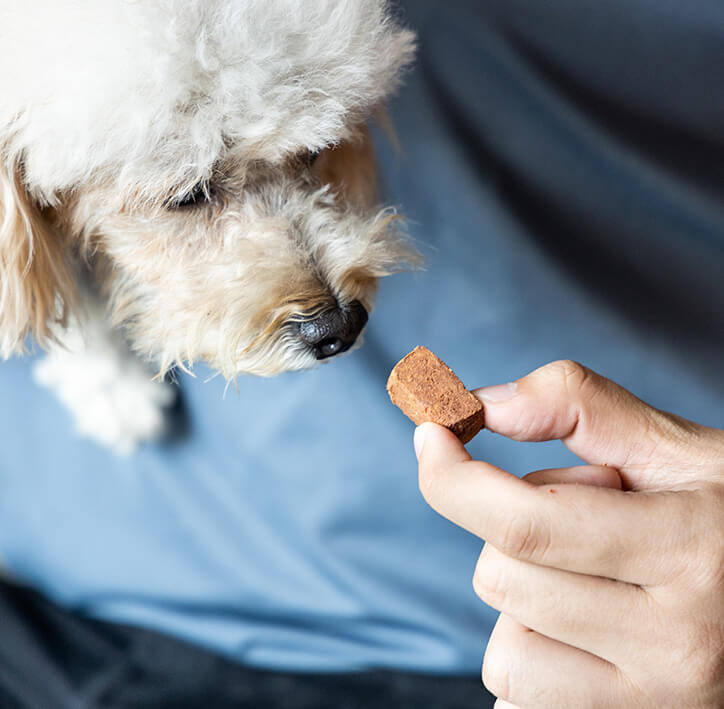 Heartworm and Parasite Prevention in Chapel Hill (1)