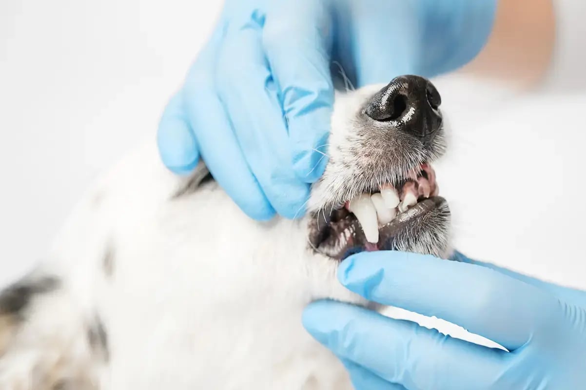 How Dental Disease Can Affect Your Pet
