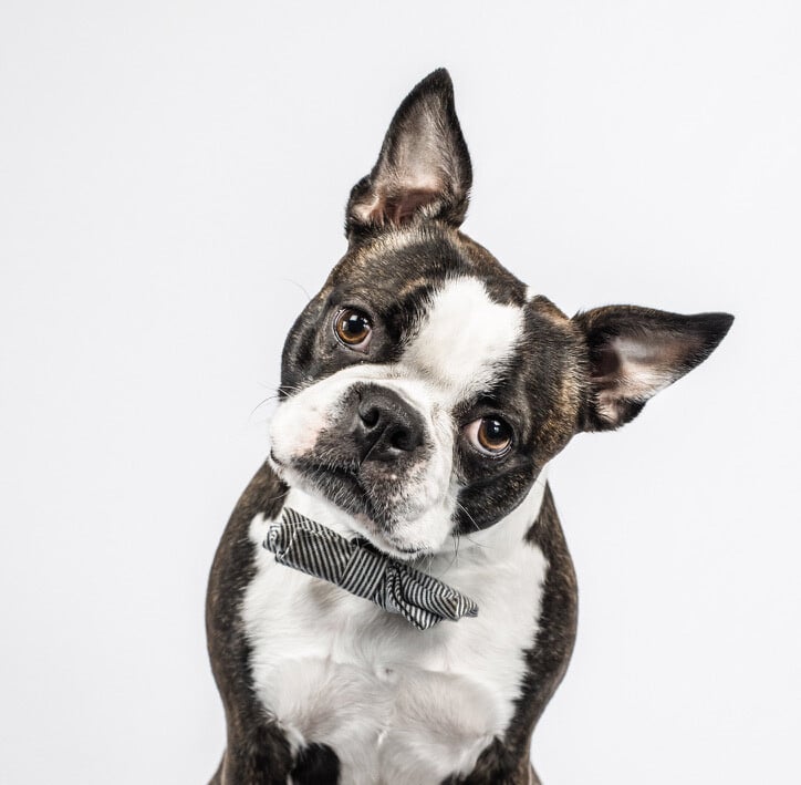 boston-terrier