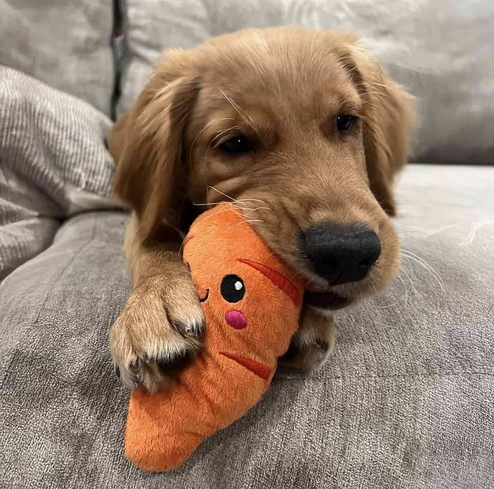 brown-dog-pet-carrot