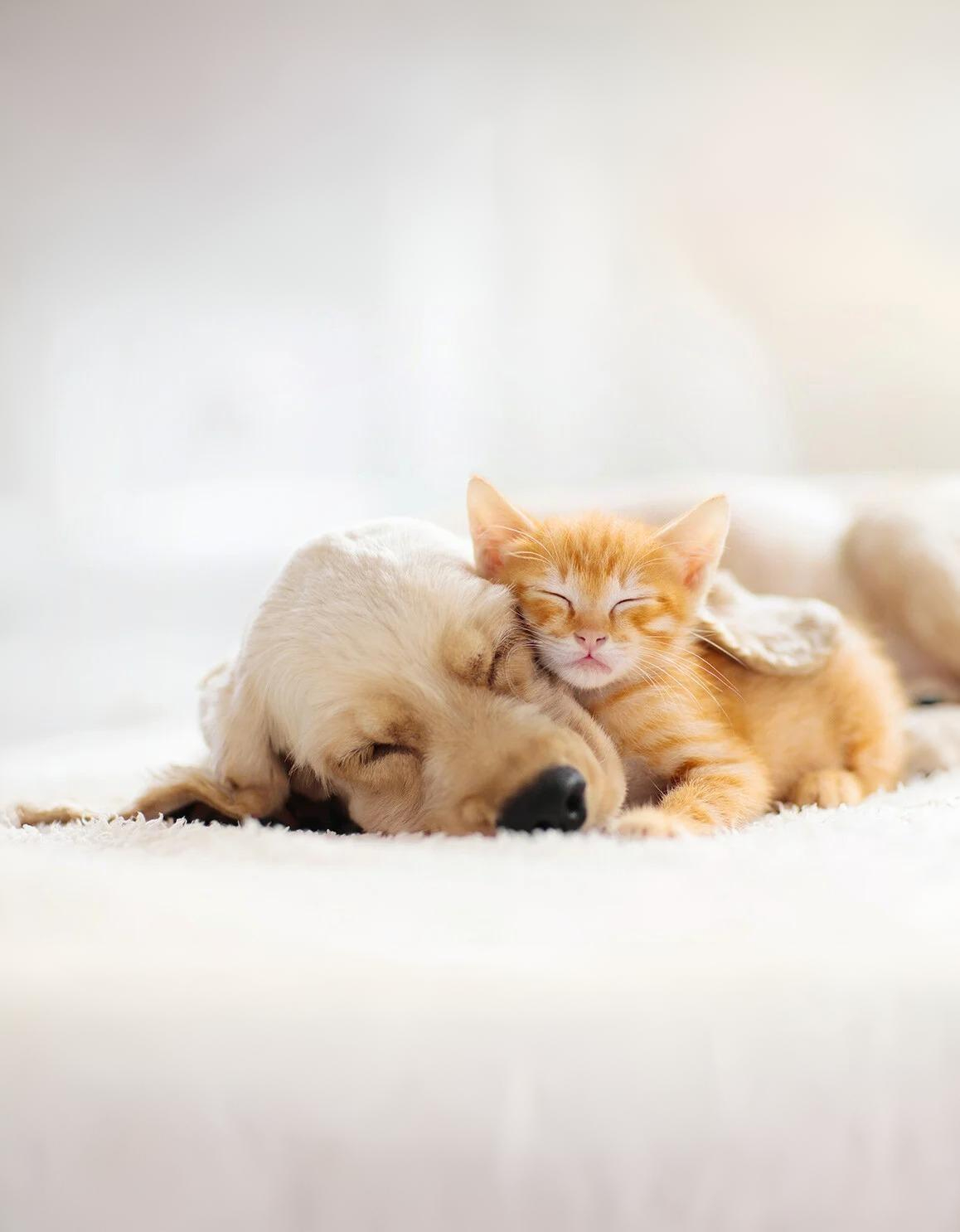 dog and kitten-homebanner (1)