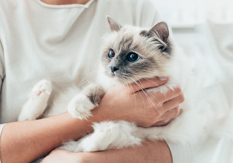 kitten1-1