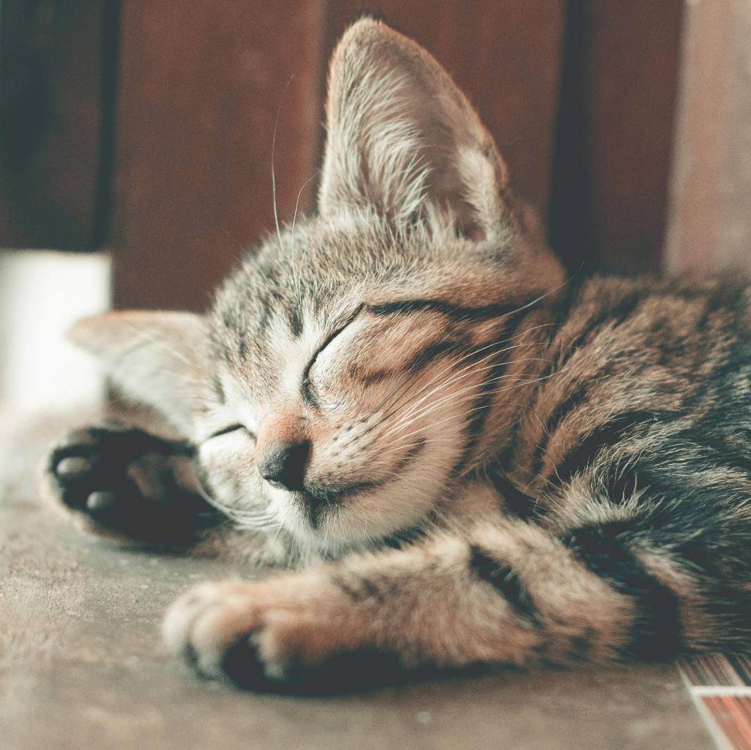 Striped kitten sleeping