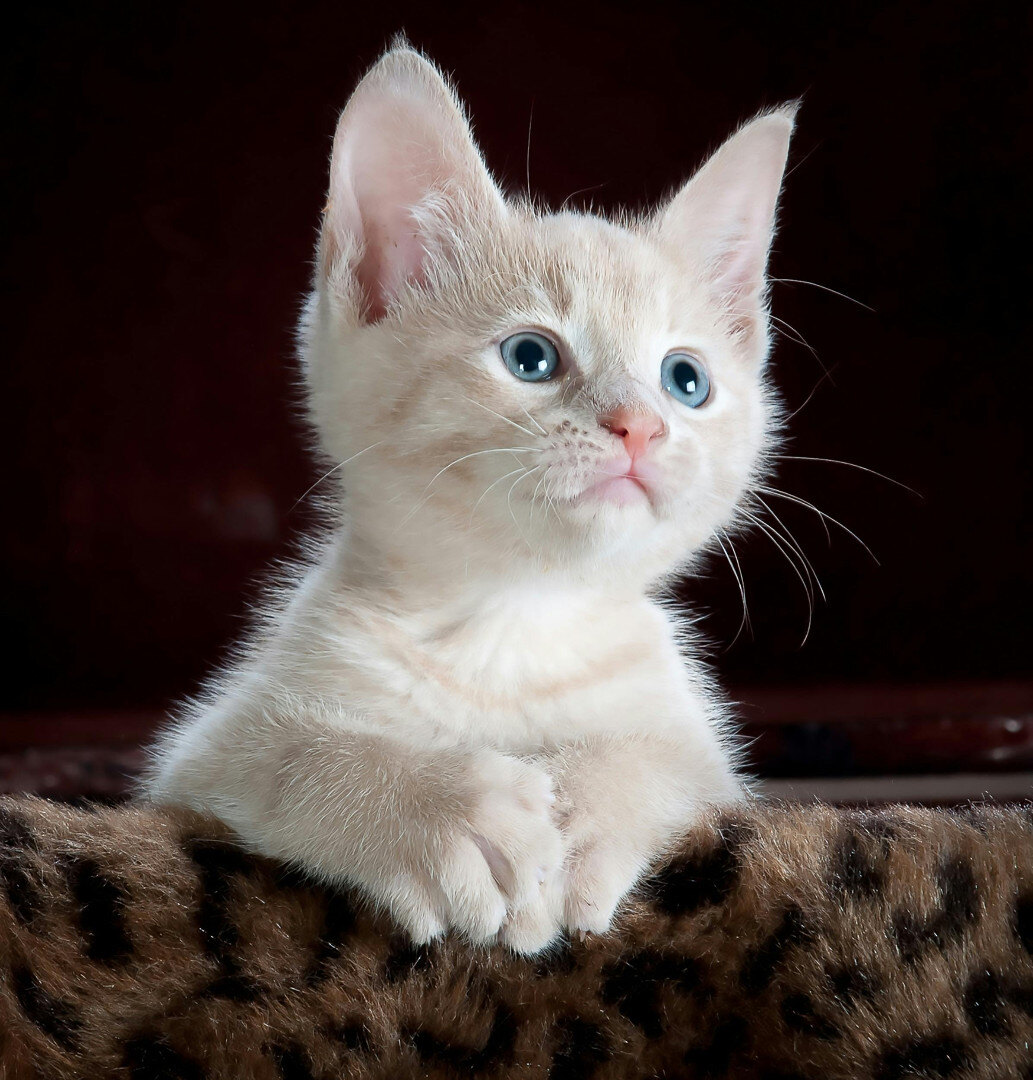 kitten2