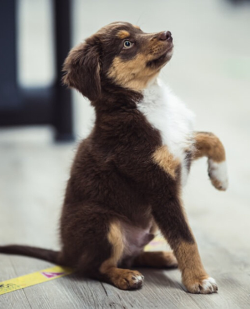 Puppy sitting with 1 paw up