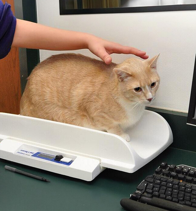 dog-cat-nutrition-diet-cropped