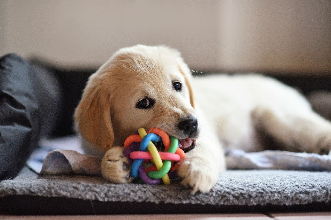 Puppy chewing on toy