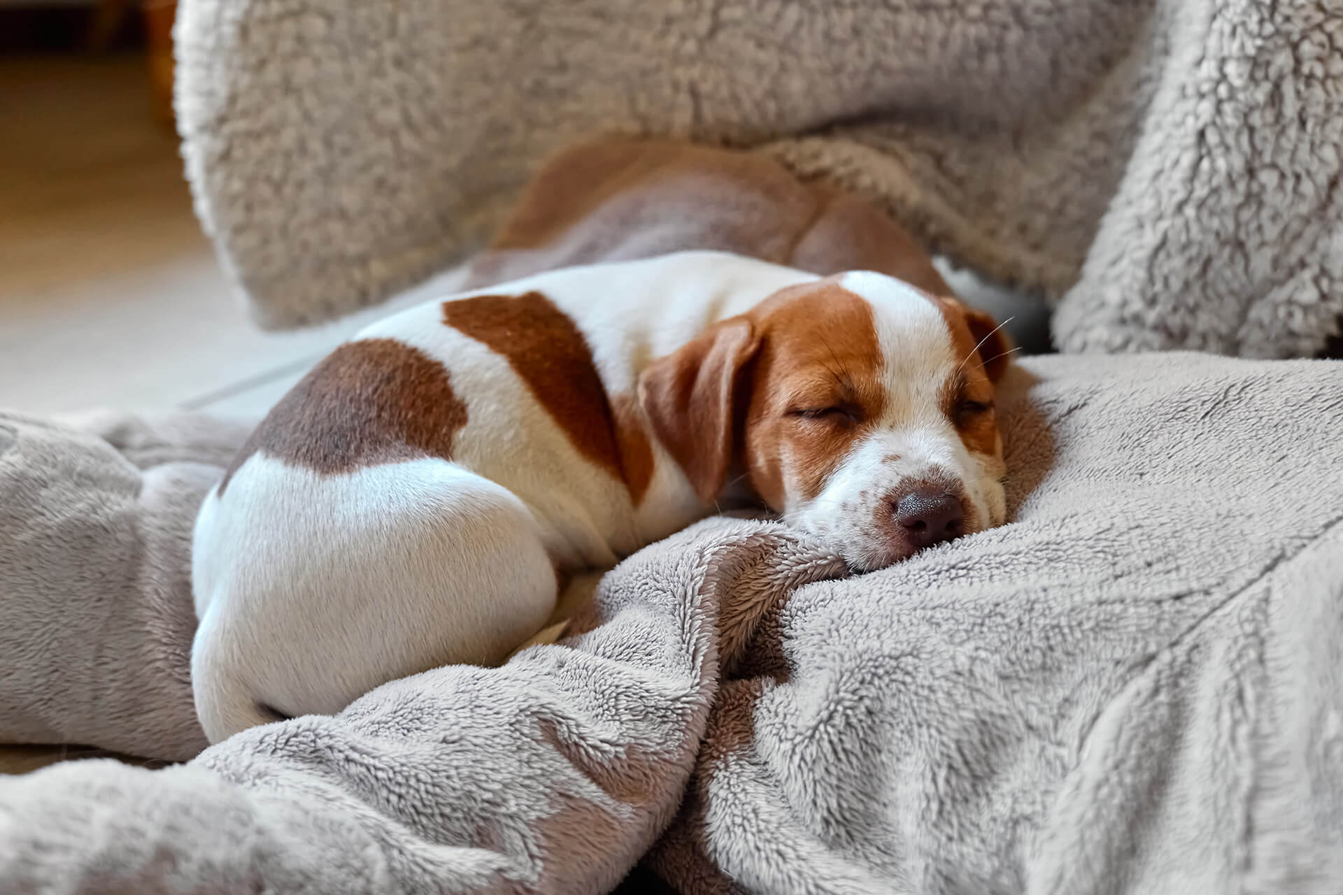 vine-vet-dog-vax-LP-Essential Vaccines Recommended for Puppies and Dogs (1)