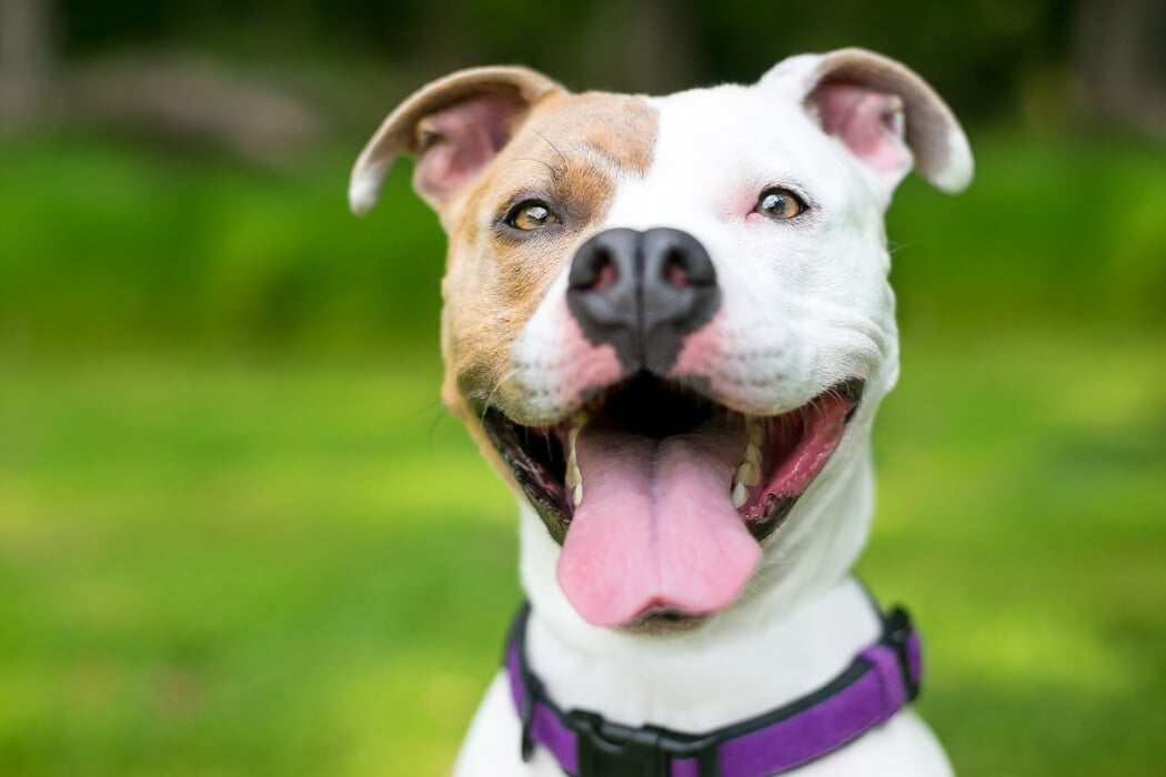 vine-vet-pet-eye-infection-banner